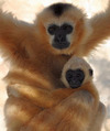 Gibbons Ricky & Pepper photo-Gabi Skollar.jpg